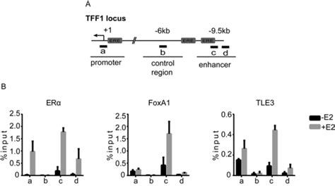 Tle Is Recruited To Tff Regulatory Elements A Map Of The Tff Gene