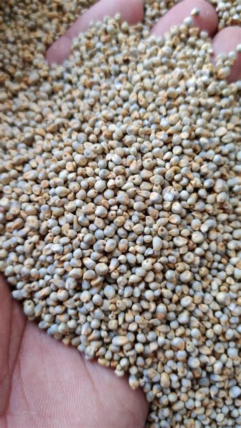 Natural Pearl Machine Clean Green Millet From India Packaging Type PP