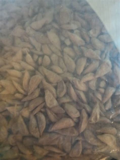 Deodar Cedar Tree Seeds (Cedrus Deodara) | TreeSeedMan.Com TREE, SHRUB ...