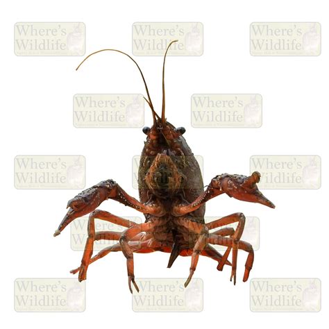 White River Crayfish (Procambarus acutus) Arthropod Isolated / Nature