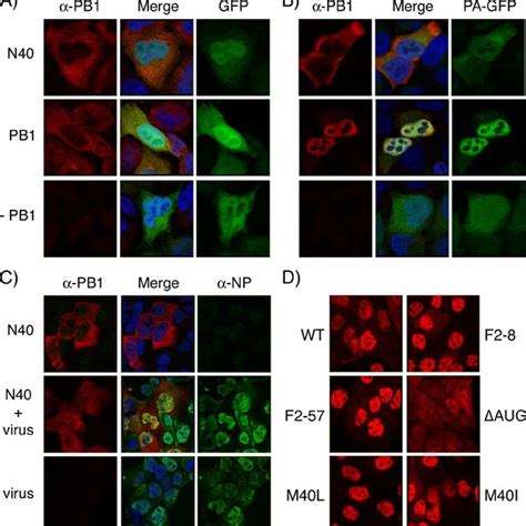 Intracellular Localization Of Pb1 Related Polypeptides A And B Hela