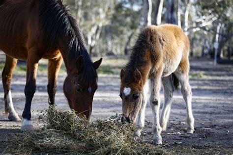 Brumbies | Seymour Alternative Farming Expo