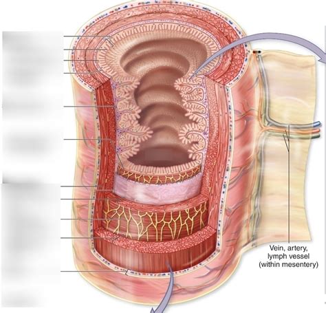 Alimentary Canal Wall Diagram Quizlet