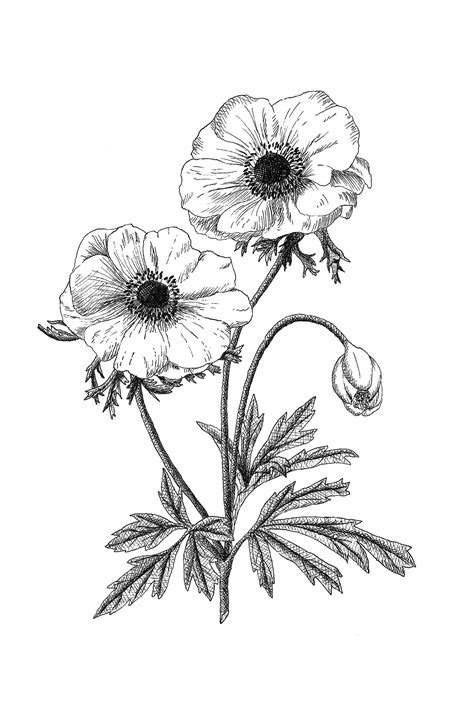 Black And White Drawing Of Two Flowers On A Stem With Leaves In The