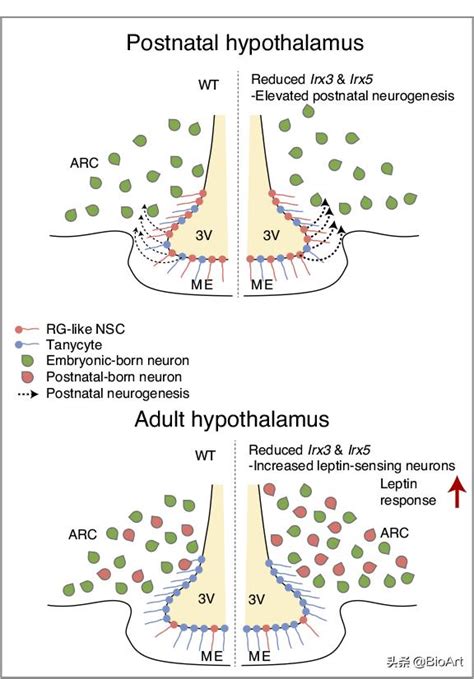 Irx3 And Irx5 Affect The Bodys Response To Leptin And Eating