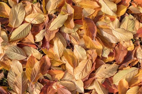 Colorful Leaves On The Ground Leaves Texture Leaves On The Ground