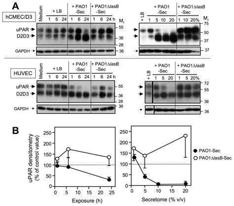 Confluent Cultures Of Hcmec D3 Cells Were Exposed For 1 To 24 H To Low Download Scientific