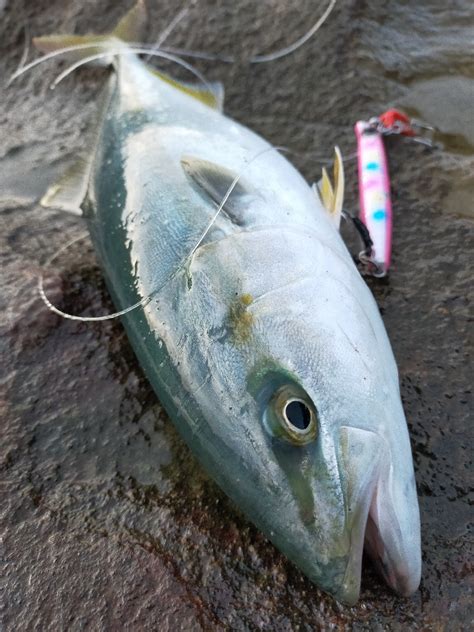 大量のベイトが接岸 神奈川 松輪港周辺 ショアジギング ツバス・ワカシ 陸っぱり 釣り・魚釣り 釣果情報サイト カンパリ