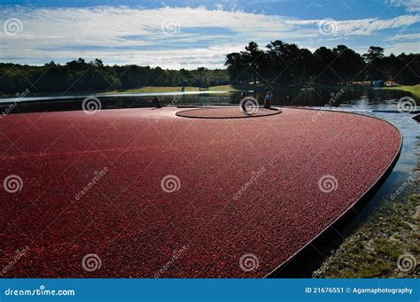 Harvesting cranberry bog editorial photo. Image of sour - 21676551