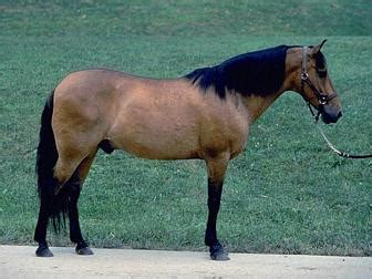 Barb Horse Info, Origin, History, Pictures