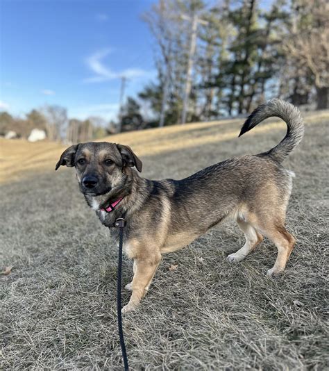 Dog For Adoption Josie A Shepherd In Omaha Ne Alpha Paw