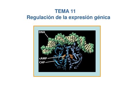 Tema 11 genética Apuntes TEMA 11 Regulación de la expresión génica