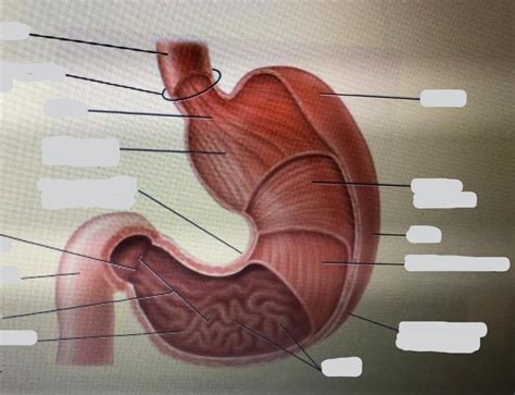 Anatomy Of The Stomach Diagram Quizlet