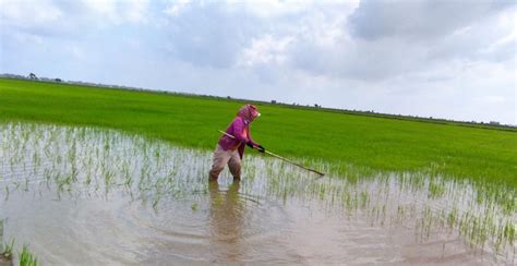 Farmers Battle Against Rising Costs Newsroom Cambodia