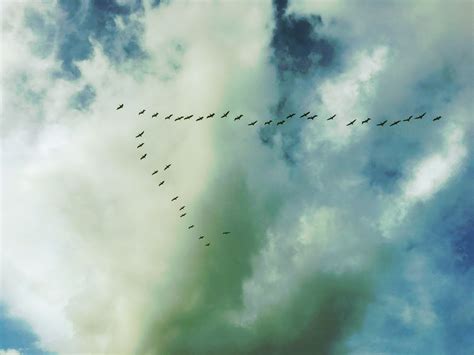 Geese Flying South Free Photo Download | FreeImages