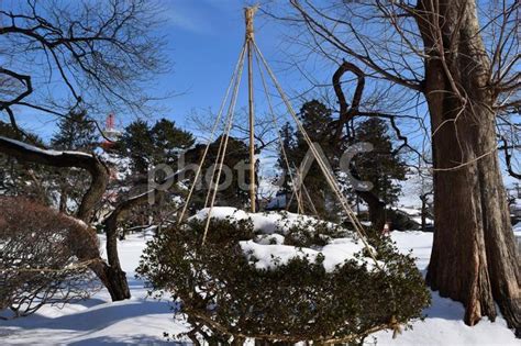 豪雪地帯の雪囲い 冬の風物詩 No 5175929｜写真素材なら「写真ac」無料（フリー）ダウンロードok