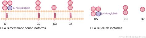 Frontiers Hla G And The Mhc Cusp Theory