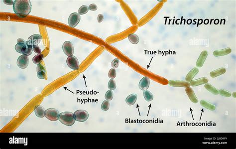 Structure of Trichosporon fungus, illustration Stock Photo - Alamy