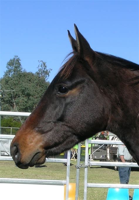 File:Parrot mouth horse.jpg - Wikipedia