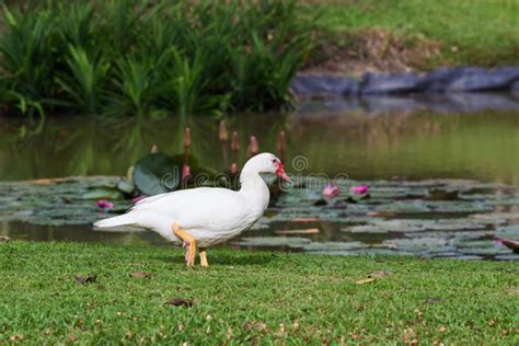 Le canard blanc marche image stock. Image du couples - 57391841