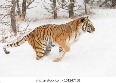 Rare Siberian Tiger Running Snow Stock Photo (Edit Now) 131247458