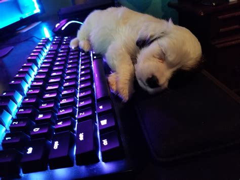 My 9 week old puppy fell asleep on my keyboard (Crosspost /r