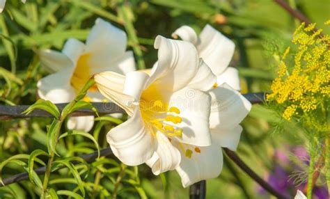 Lirios Blancos Una Flor De Lis Her Ldica Flores En El Macizo De Flores