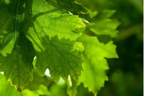 Grape Leaves: Description, Flavor, Benefits, And Uses - Gardeners' Magazine