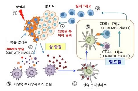 652 면역원성을 일으키는 세포사멸 유도법1 항암제 2 디옥시 D 글루코스는 항종양 면역을 유도한다 네이버 블로그