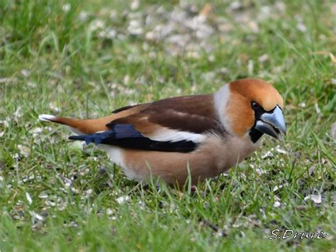 Oiseaux De Notre Jardin Gros Bec