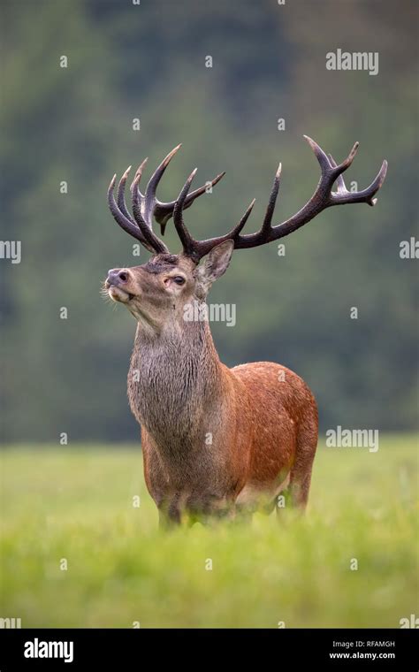 Big Red Deer Cervus Elaphus Stag Standing Proudly King Of Forest