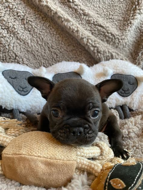 Sable Male French Bulldog: Eddie-SOLD-8498 - The French Bulldog