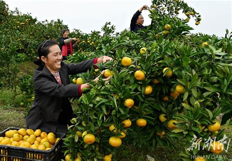 橘子熟 橘农乐 资讯 新湖南