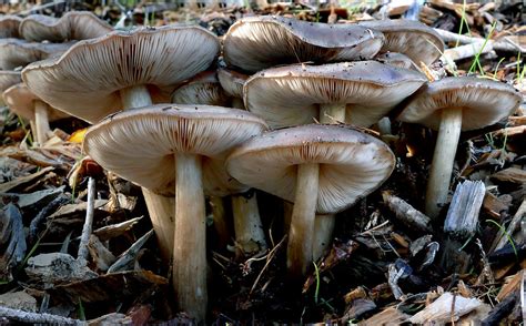 Pluteus Cervinus Pluteus Cervinus Grows In Well Rotted Woo Flickr