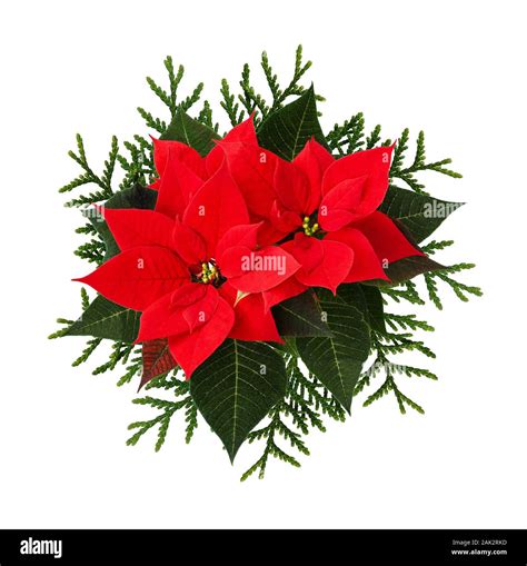 Christmas Arrangement With Poinsettia Flowers And Thuja Twigs Isolated