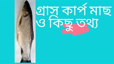 গ্রাস কার্প মাছ ও কিছু তথ্য Youtube