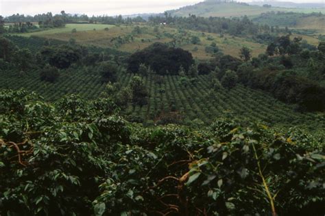 Kenya: Coffee Farmers Reject Uhuru Directive