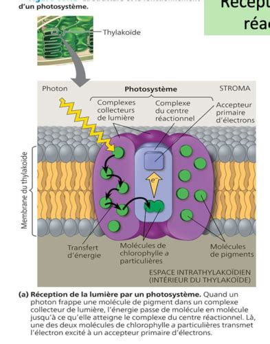 Photosynthèse partie 1 jusqu à diapo 55 Flashcards Quizlet