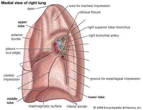 Medial View Of Right Lung Diagram Quizlet