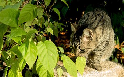 Duft Kiwi Matatabi Pflanze D Einzelsorten Davana Duftwicke