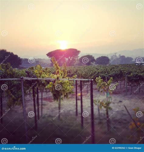 Napa Valley Sunset Stock Photo Image Of Vineyards Valley 63290262