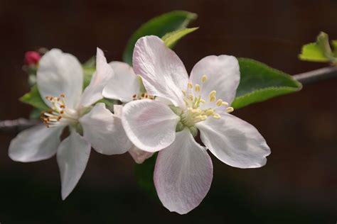 3840x2560 Apple Tree Bloom Close Close Up Flower Macro Nature