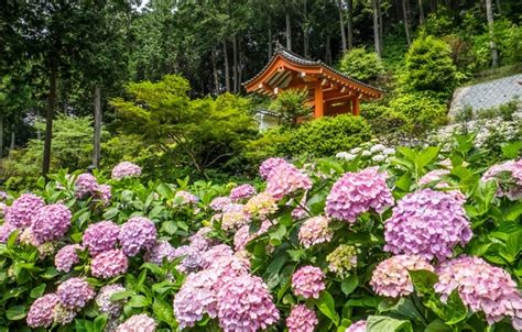 Wallpaper Trees Flowers Japan Temple Japan Gazebo Kyoto Kyoto