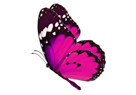 Sticker Petit Papillon Rose Le Monde Du Stickers Fr