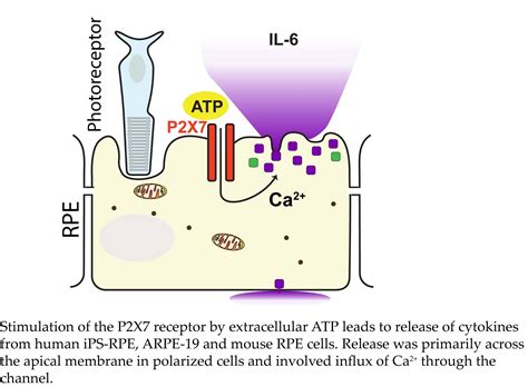 Cells Free Full Text Polarized Cytokine Release Triggered By P2x7