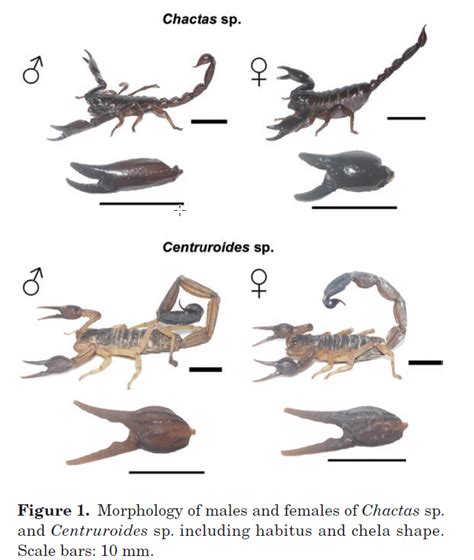 The Scorpion Files Newsblog The Role Of Sexual Dimorphism In Prey Capture In Two Scorpion