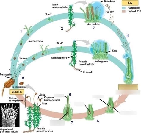 Moss Life Cycle Diagram Quizlet