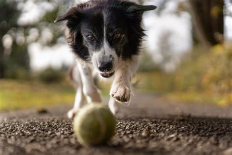 C Mo Rega Ar A Un Border Collie Beagle Spain Tu Web Y Tienda De