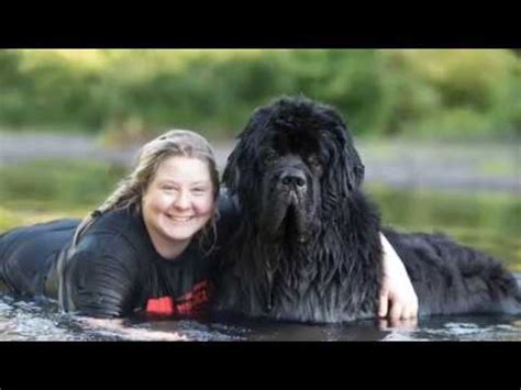 Meet Notta Bear Newfoundlands Youtube