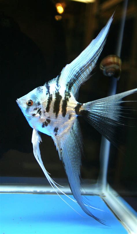 Rare Angelfish